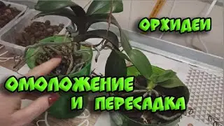 Как омолодить орхидею, пересадка орхидеи | ОРХИДЕИ 166 |