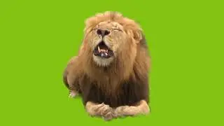 Line effect || green screen lion effects|| green screen effect video