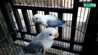 Lovebird Biola Euwing Blue