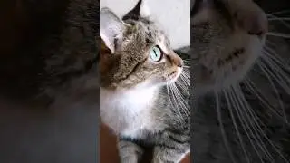 Сдам в аренду мысли на одну ночь #котики #озвучка #юмор #приколы