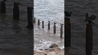 Cormorants Gathering