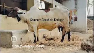 Somnath gir gaushala-kodinar