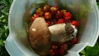 Очарование леса