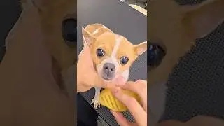 Chihuahua grooming