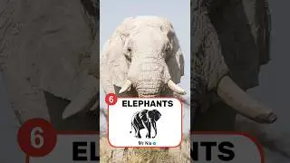 Top 10 intelligent  Animals #shorts #youtubeshorts #shortvideo @SubhankarShortz  #top10 #viral