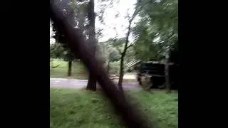 Беспредел днем вырезали зеленое дерево