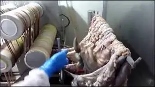Sheep Casings Cleaning Machine Process of Guts Cleaning
