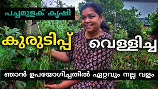 വെള്ളിച്ച ശല്യം മുരടിപ്പ്| ഇതുവരെ  ഉപയോഗിച്ചതിൽ ഏറ്റവും മികച്ച വളം|Chilli farming malayalam 