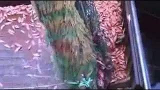 عمالقة  صيد الاسماك
