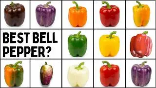 Which Is The BEST Bell Pepper? Comparing 10 Different Varieties - Pepper Geek