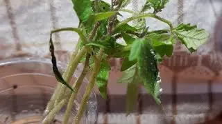 Atomic grapes of Breda - autopsy showed that they should not survive. But I will give them a chance.