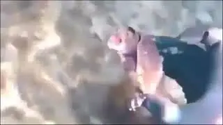 Turtle bite (meme)