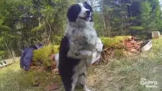 GoPro - Summer Walk with the Dog