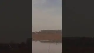 Посадка селезня утки #охота #охотанауток