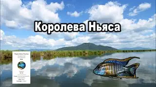 РР3. Королева Ньяса.