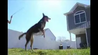 DOUBLE DUTCH DOG BLOWS YOUR MIND