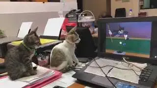 two cat's watching tom and jerry