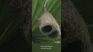 The Master Weavers of the Wild 🌾🐦 🏡🕊️ 