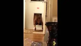 Crazy puppy