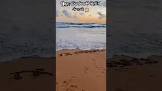 හිත නිවන මැජික් එකක් ☺💕 #shorts #beach #calm #srilanka #trdreams
