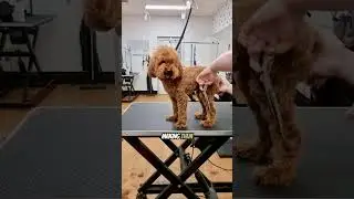 Curly haired cutie: The adorable Toy Poodle #europuppy
