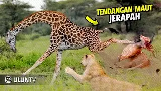 Due to Reckless Giraffe Hunting, This Lion Was Fatally Kicked by a Giraffe!