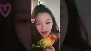 Keyshit Live Tiktok