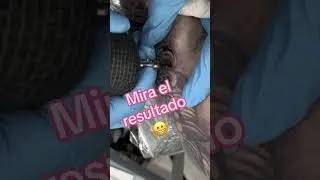 Perro Fu Tattoo #perrofu #fudogtattoo #tatuajes #shorts