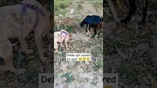 Debby 🐕 got scared by goat 🐐 #dog #doglover #cute