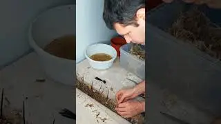 Опора для растений своими руками 