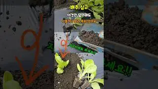 배추 심을때 이것만 이렇게 덮어줘도 시들거나 말라죽지 않아요 #배추심는방법