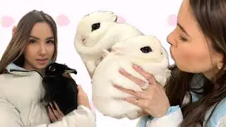bunnyheaven.exe ˚｡⋆ପ(˶• ༝ •˶)
