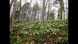 Spring Ephemerals in the Toronto Region