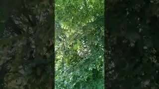 Липа в парке Ботаника