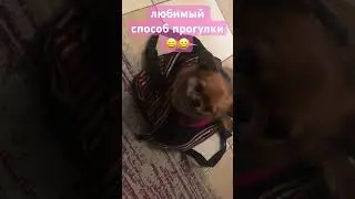 33.Кнопа 🐶 и хитрый способ гулять 👜