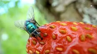 What Flies Do When They Land on Food