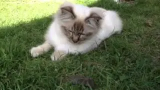Ollie en de muis (2)