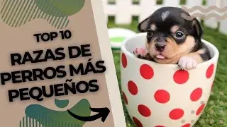Descubre a los Pequeños Gigantes: Las Razas de Perros Más Pequeñas y Adorables
