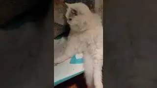 Добраніч 💙 кіт Сніжок ❤️
