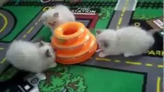 Игрушка для кошки 