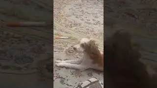 Funny DOG Talking