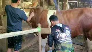 Survey Bakalan Sampai Ujung Timur Selatan Bojonegoro Jawa Timur 🔥🔥🔥