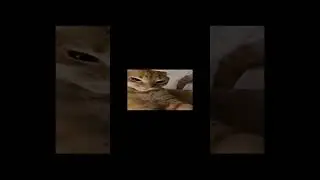 #популярное