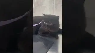Котики #shortvideo #cat