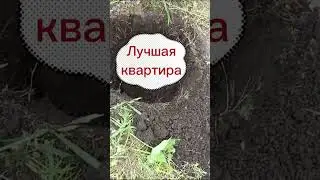 Услуги риэлтора в Красноярске. Спинч. 