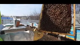 Весенняя ревизия пчелосемей 11 апреля 2022
