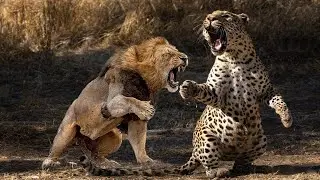 Lion And Leopard Fight In The Wild