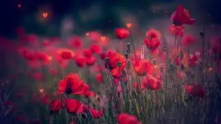Flowers 🌺 background video, No copyright - free video, NP Creative