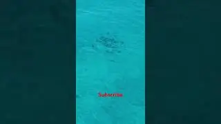 Sharks & Stingrays swim in deep Blue ocean Bimini Bahamas#shark#stingray #swimming#ocean#shortsvideo