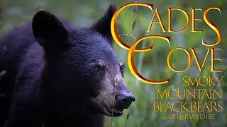 Cades Cove